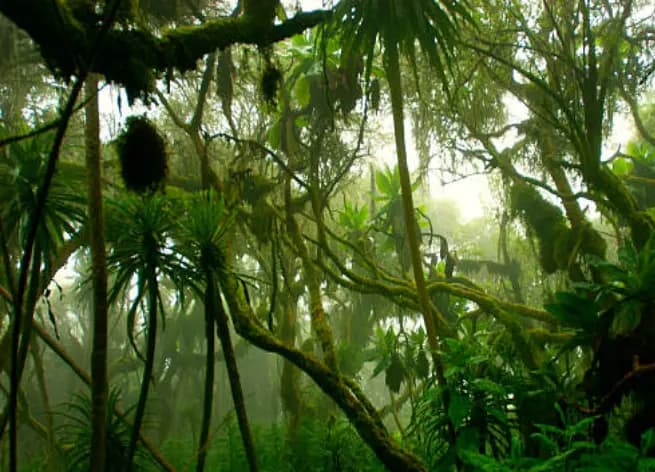 cover picture of junglesession