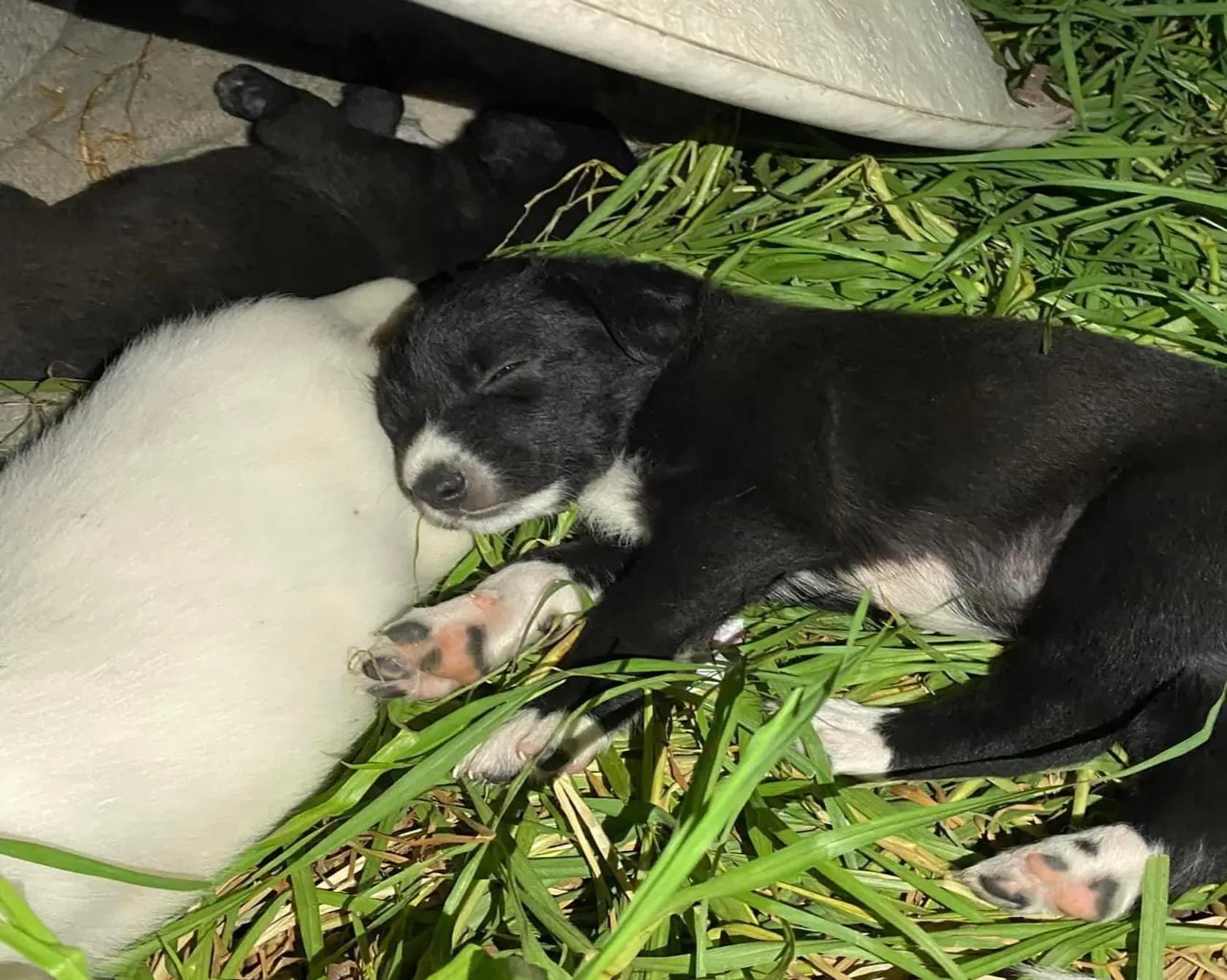 cover picture of animalslifetunisia